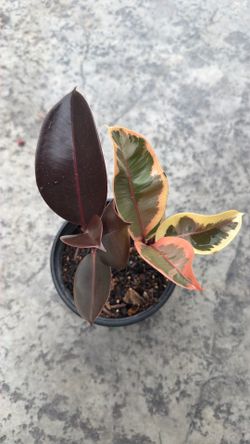Rubber plant mix $25