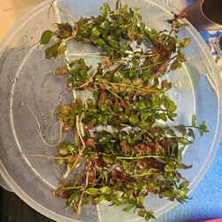 Ludwigia Bundle For Fishtank (Aquarium) 
