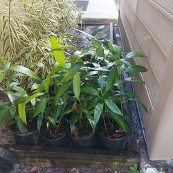 Haitian Mango Corne Trees