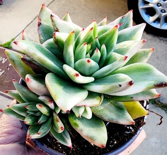 Rare Variegated Agavoides Multiple Heads 1 Available