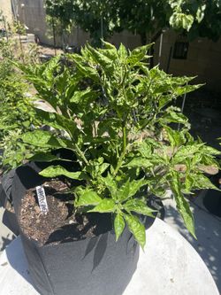 White Ghost Fruiting and Loaded with Flowers