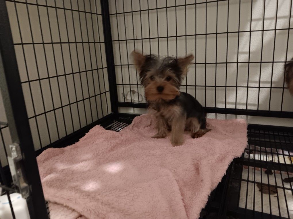 Dog Kennel