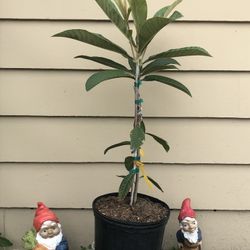 Loquat Tree