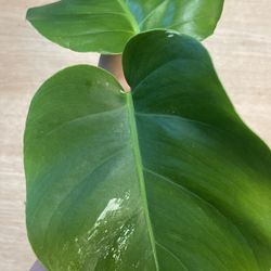 Low Variegation Monstera Albo Two Leaves