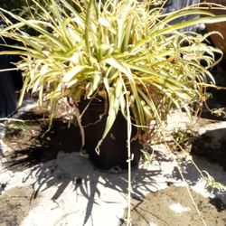 Large Hanging Spider Plant In A Pot Healthy $25