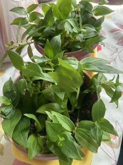 Tradescantia Plant 🌱 
