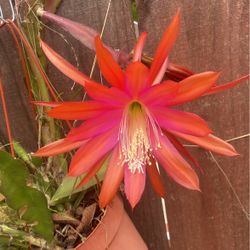 Epiphyllum Orchid Cactus