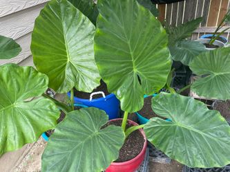 Huge Persian Elephant Ears $50 Each