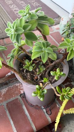 Succulent