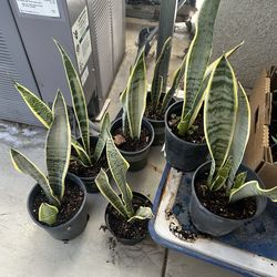 Plants $12 each