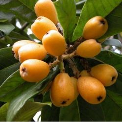 Loquat ( Japanese Plum)