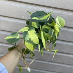 4” Brazil Philodendron 