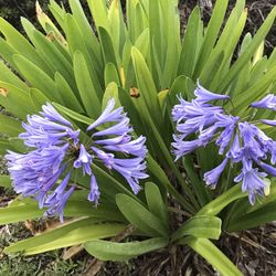 Agapanthus Purple 5 Gallon