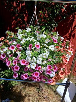 Beautiful Colorful Hanging Baskets
