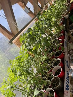 Plants, Plant Starts, Trees, Shrubs, Rose, Angel Trumpet, Monkey Tree, Boxwoods