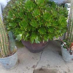 Aeonium  Large. Succulent Plant