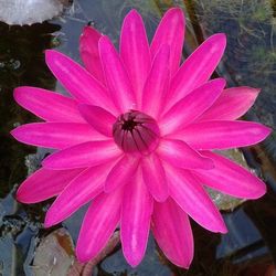 Red Water Lily Plant For Pond Aquarium Or Fish
