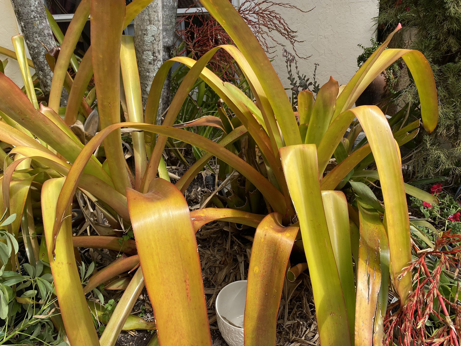 Bromeliad Giant version with red spikes flowers, tropical plant