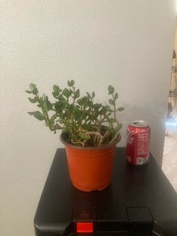 Small Kalanchoe plant , yellow flower.