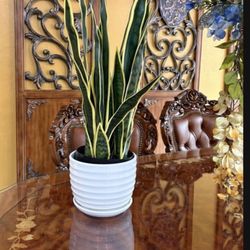 Artificial Snake Plant With Ceramic Pot 