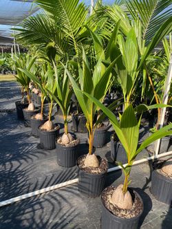Cooconut Treei