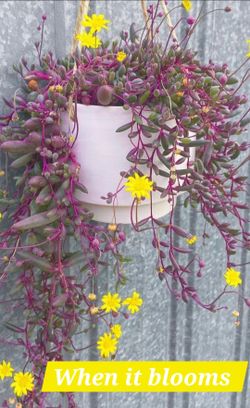 Ruby Necklace plant (Othonna capensis)