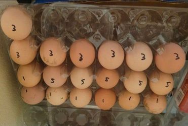 Farm fertile eggs