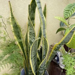 Snake Plant