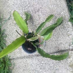 Dragon Fruit 