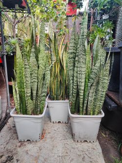Snake Plants