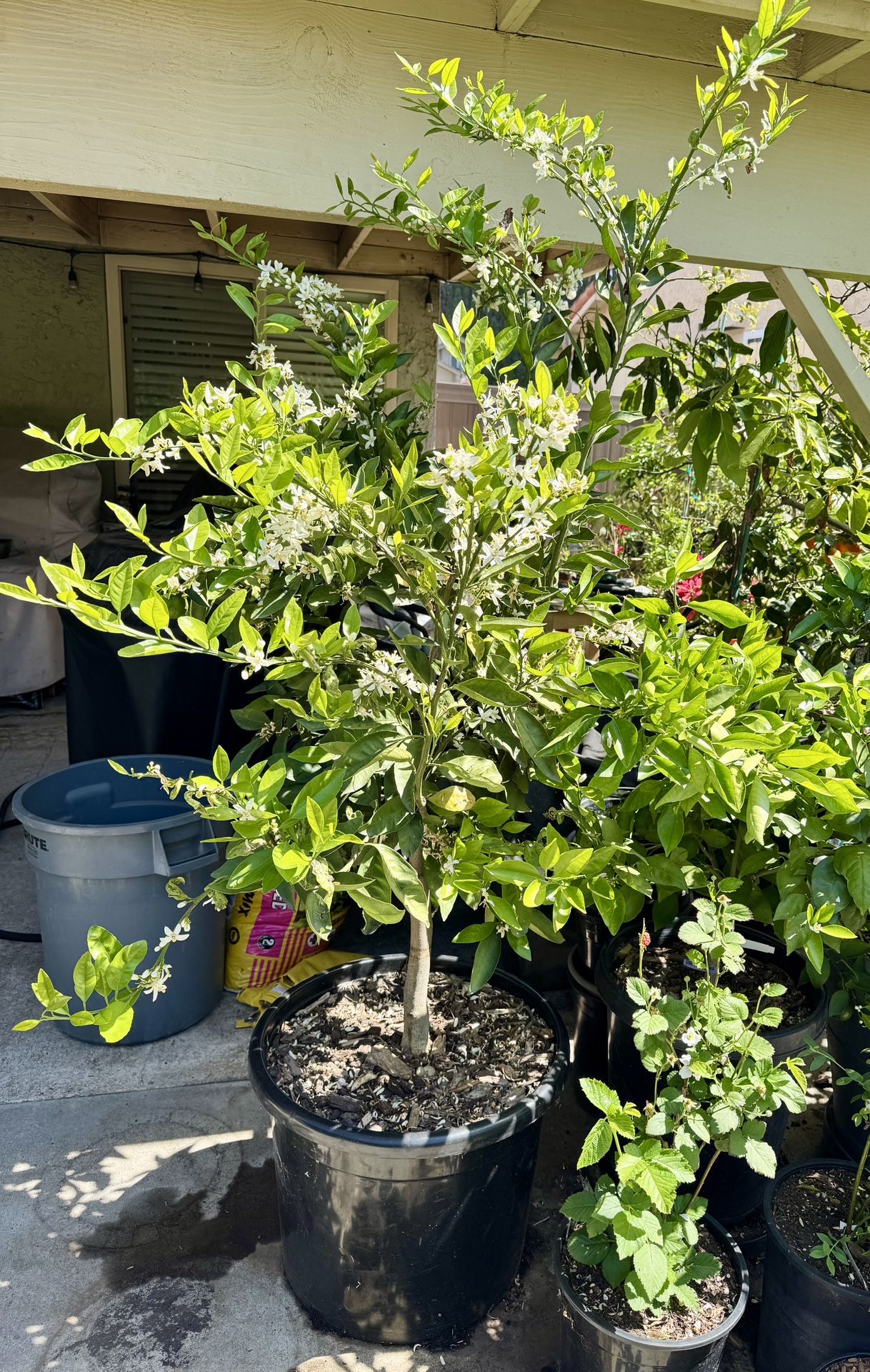 Owari Satsuma Mandarin