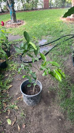 Planta de Naranjo