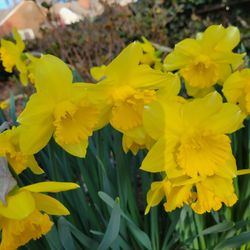 jonquills/daffodils 