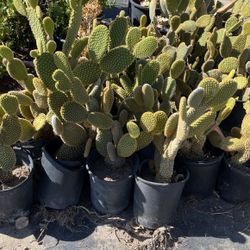 Bunny Ears Cactus