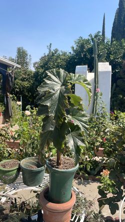 Planta ala de ángel