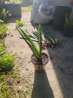 snake plant clippings