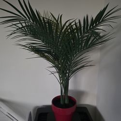 Artificial Faux Plant