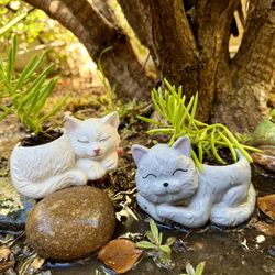 🔥 🔥 🔥Smiling Cat  Planter W Magic Beans Succulent Arrangement 🎁