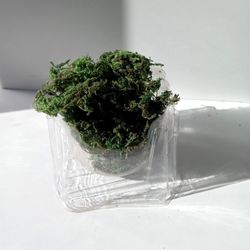 NEW  Super Moss/Preserved Moss/ Plant Moss/ Terrarium Moss / House plant Patio Garden 