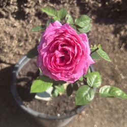 Rosal / Rosebush