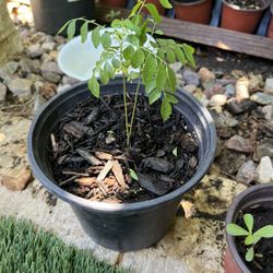 Curry Leaf Plant