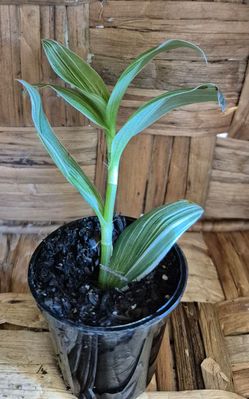 Indoor plant (Houseplant comes in 2 in disposible pot)