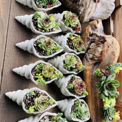 Cement Sea Shell Succulent Planter | Cement Sea Shell Decor