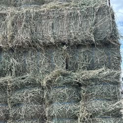 Alfalfa, Pacas ,cow Hay 
