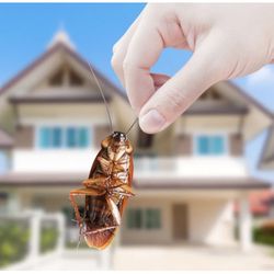 Bug Control Plagas 