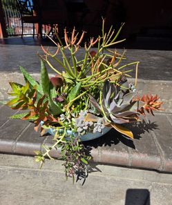 Decoration Suculents Plants Mix