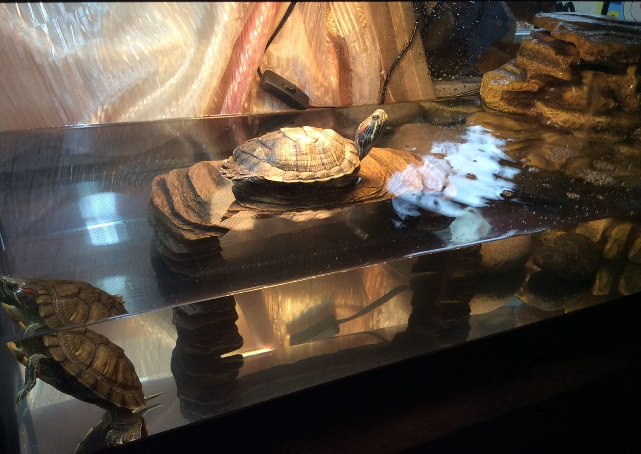 Turtle With Tank Set