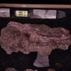 Petrified Wood Limb Section – Red Grain, Collector Piece