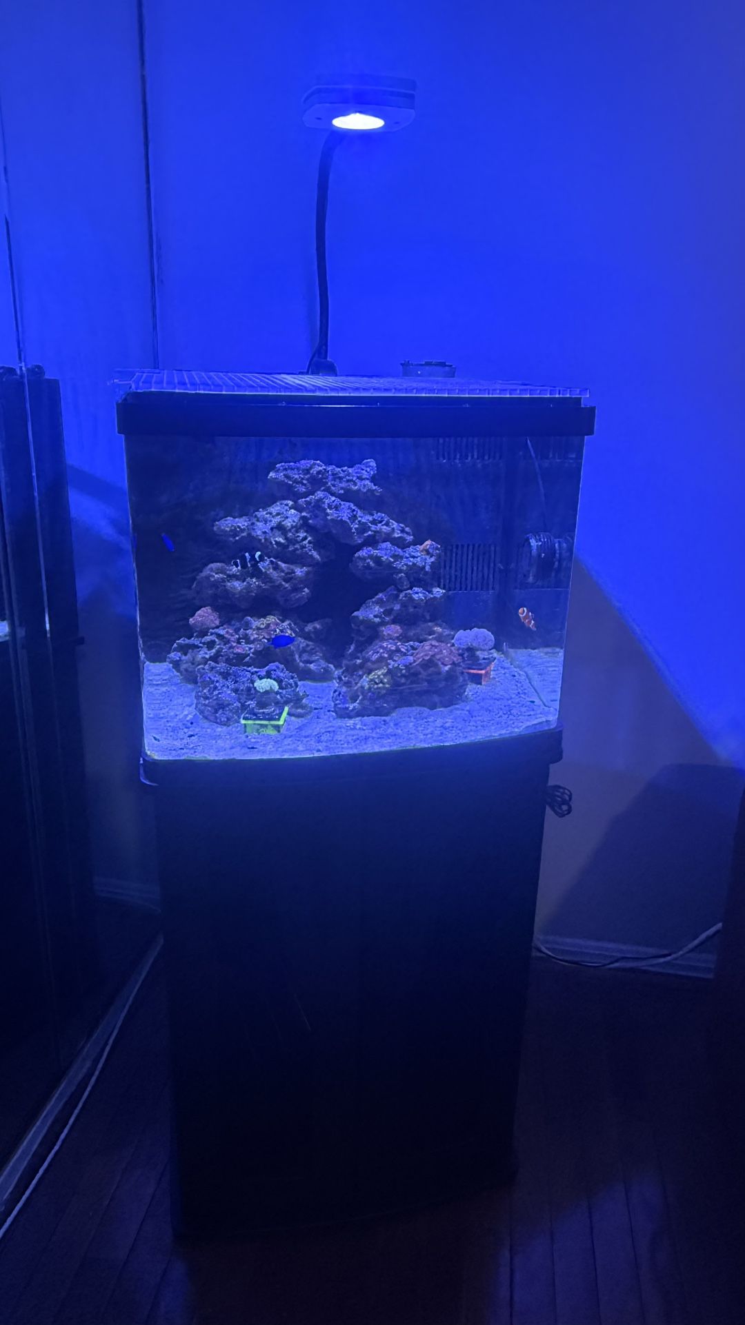 Saltwater Aquarium