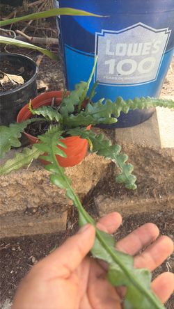 Cactus blanco